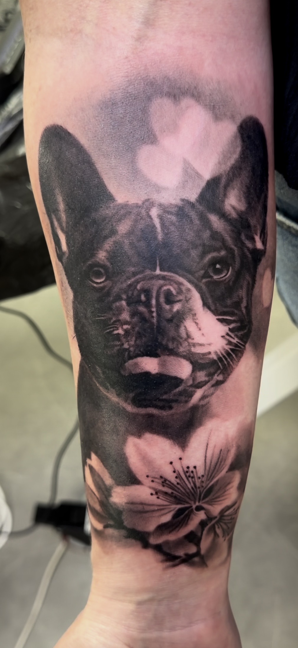 Bouledogue français avec fleur