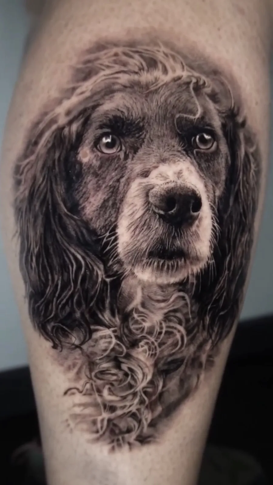 Portrait chien Spaniel